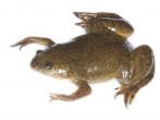 Xenopus laevis 水生蛙