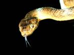Boiga irregularis (Bechstein, 1802) 棕樹蛇