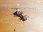 Camponotus spp. 巨山蟻屬