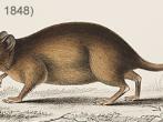 Rattus exulans (Peale, 1848)
