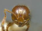 Solenopsis invicta入侵紅火蟻頭部